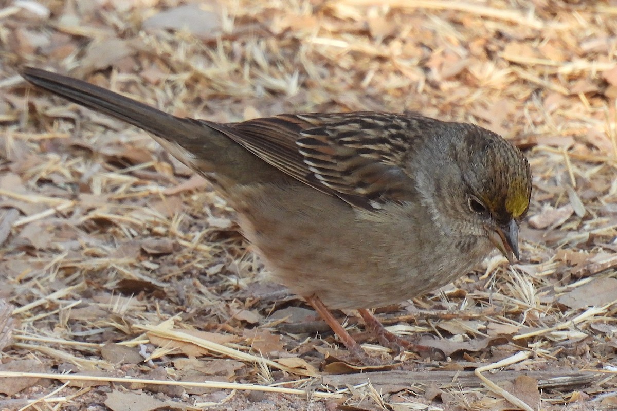 Kronenammer - ML629879552