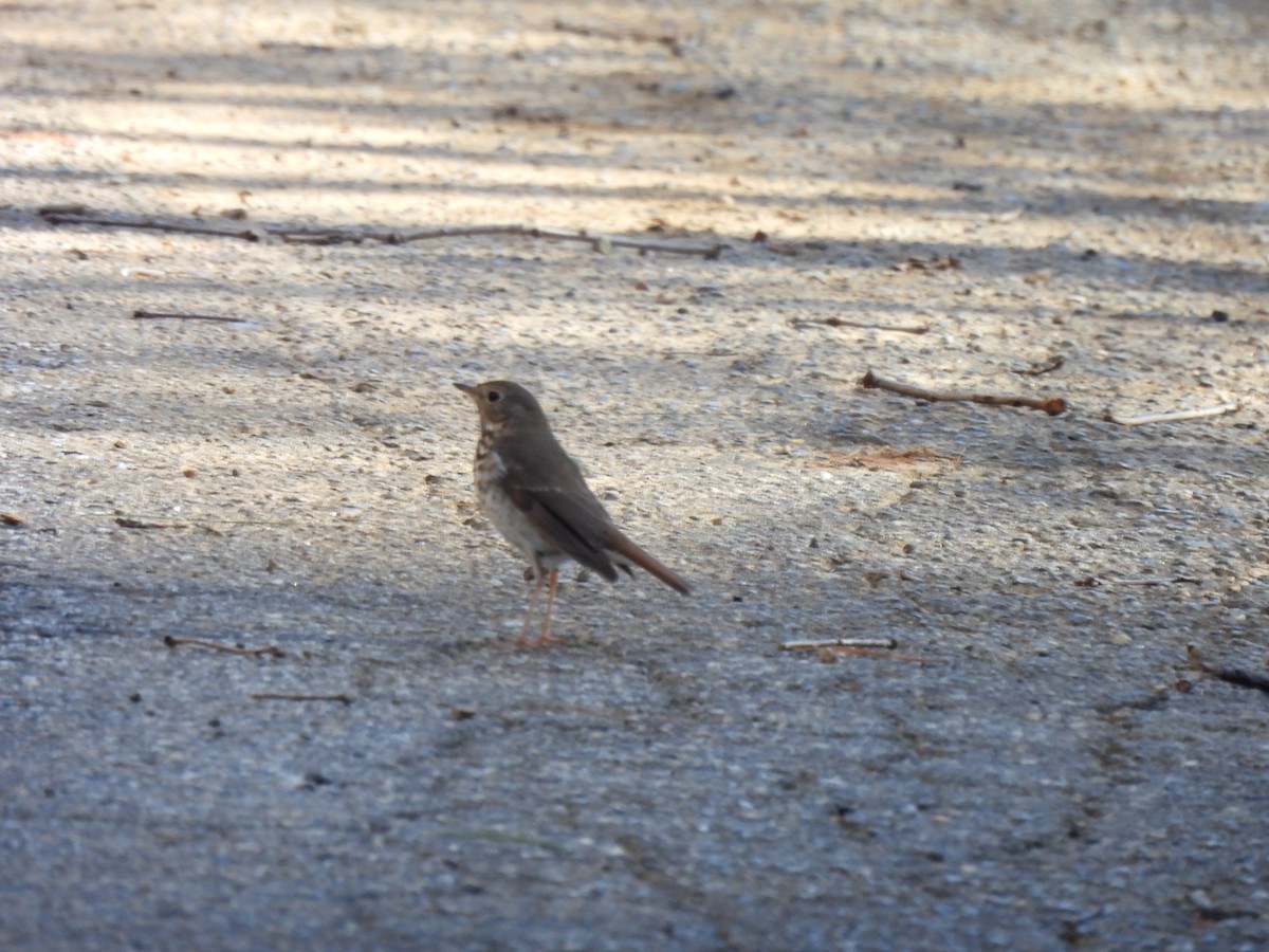 Hermit Thrush - ML629879565
