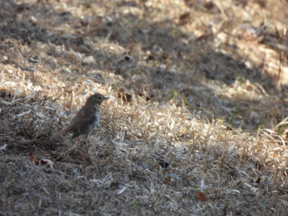Hermit Thrush - ML629879566