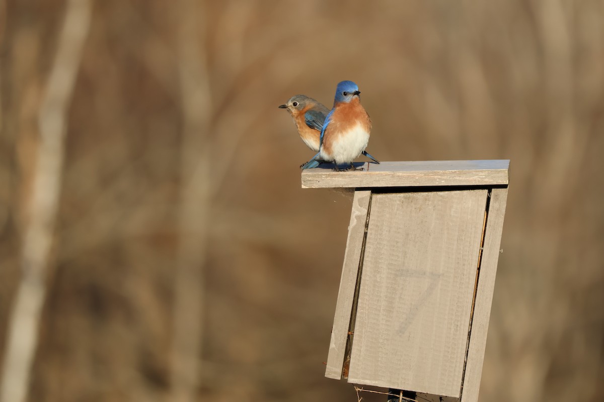 Eastern Bluebird - ML629879721