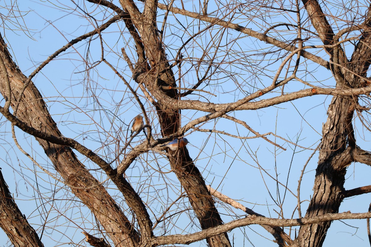 Eastern Bluebird - ML629879722