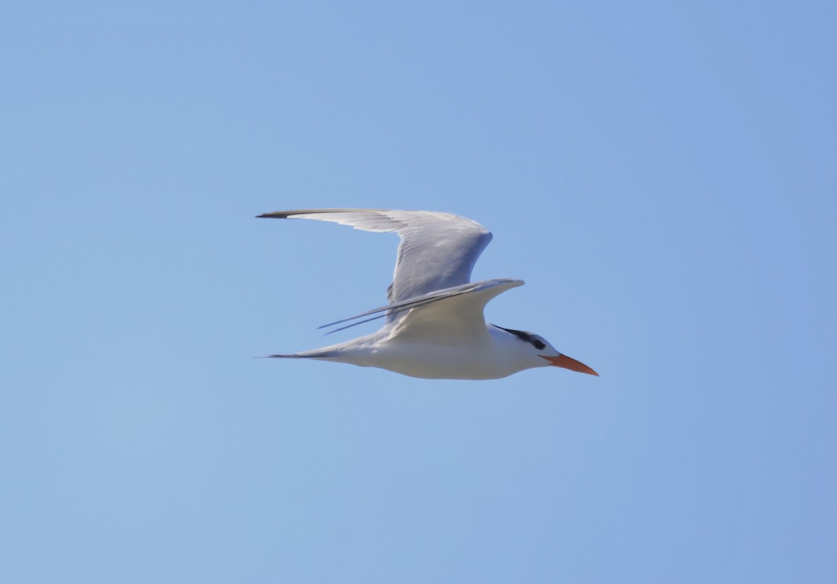 Royal Tern - ML629879754