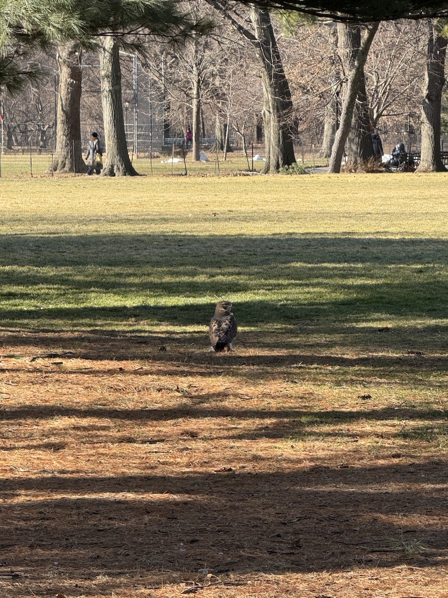 Red-tailed Hawk - ML629879797