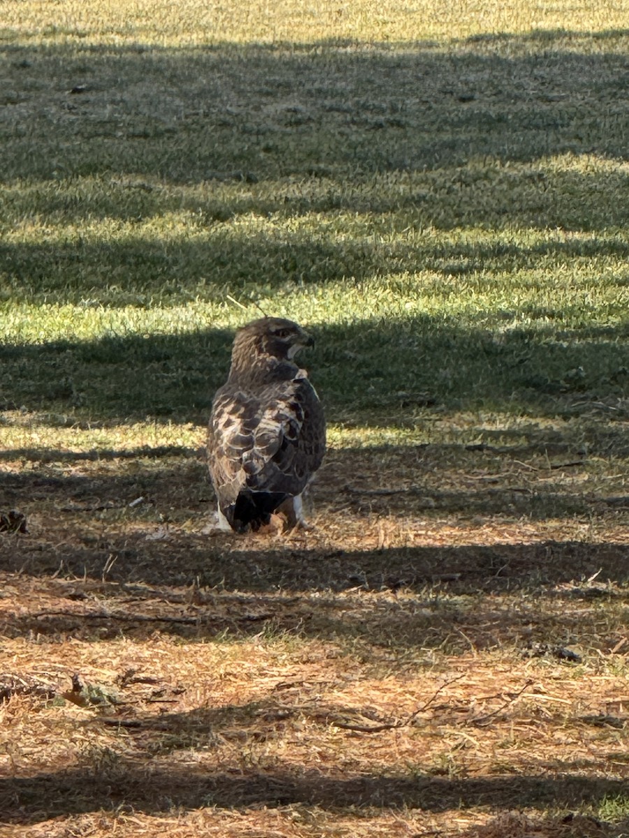 Red-tailed Hawk - ML629879799