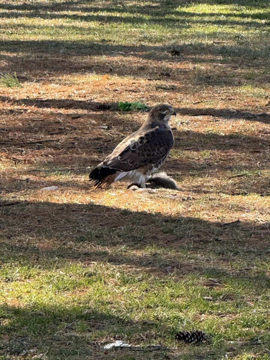 Red-tailed Hawk - ML629879801