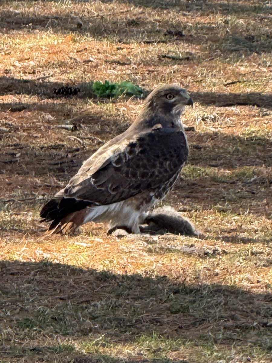 Red-tailed Hawk - ML629879808