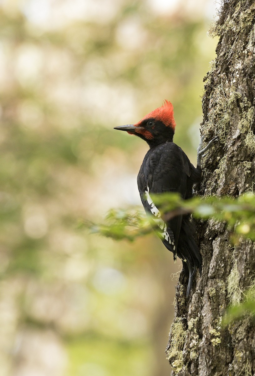 Magellanic Woodpecker - ML629879855