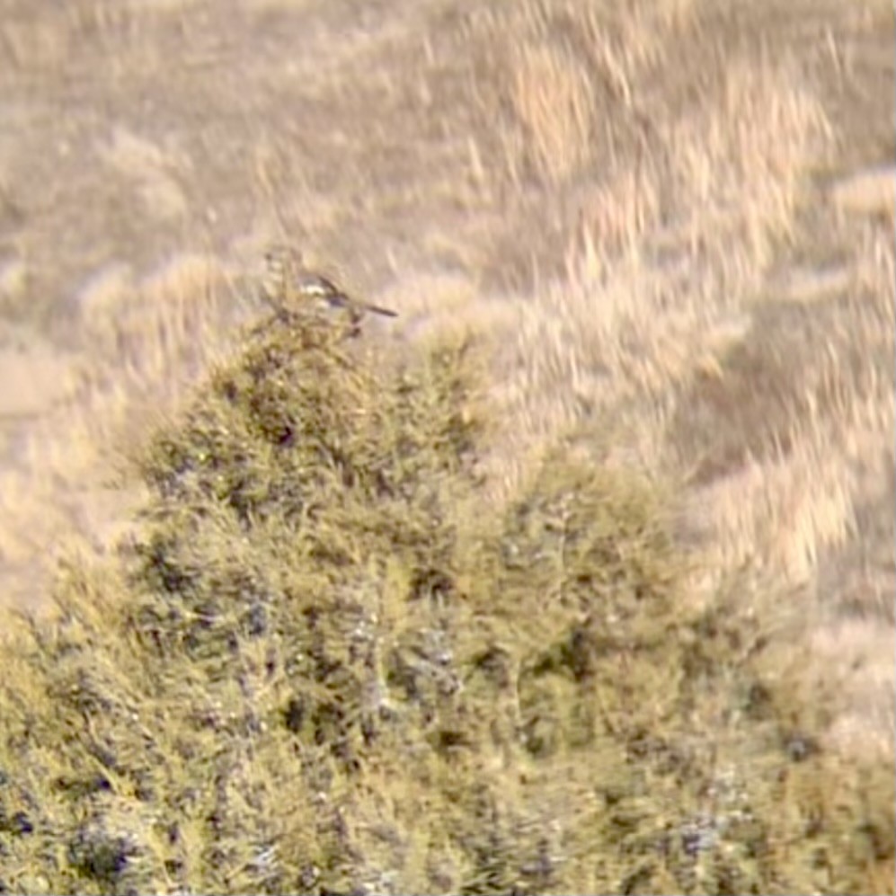 Northern Mockingbird - ML629880020