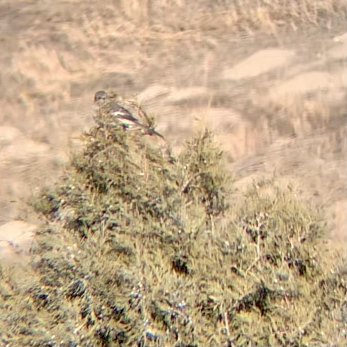 Northern Mockingbird - ML629880021