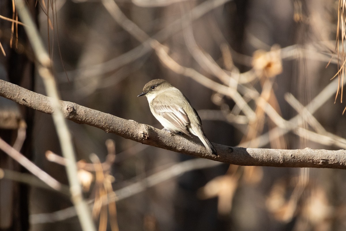 Eastern Phoebe - ML629880154