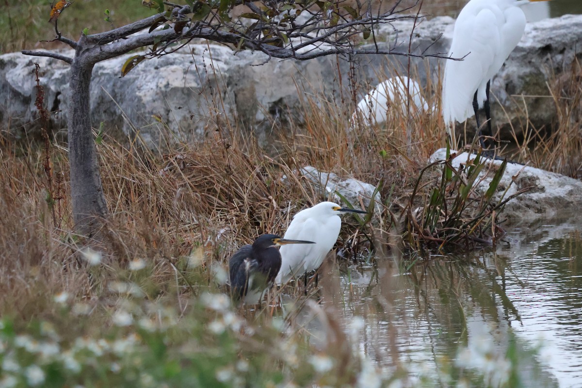 Snowy Egret - ML629880292