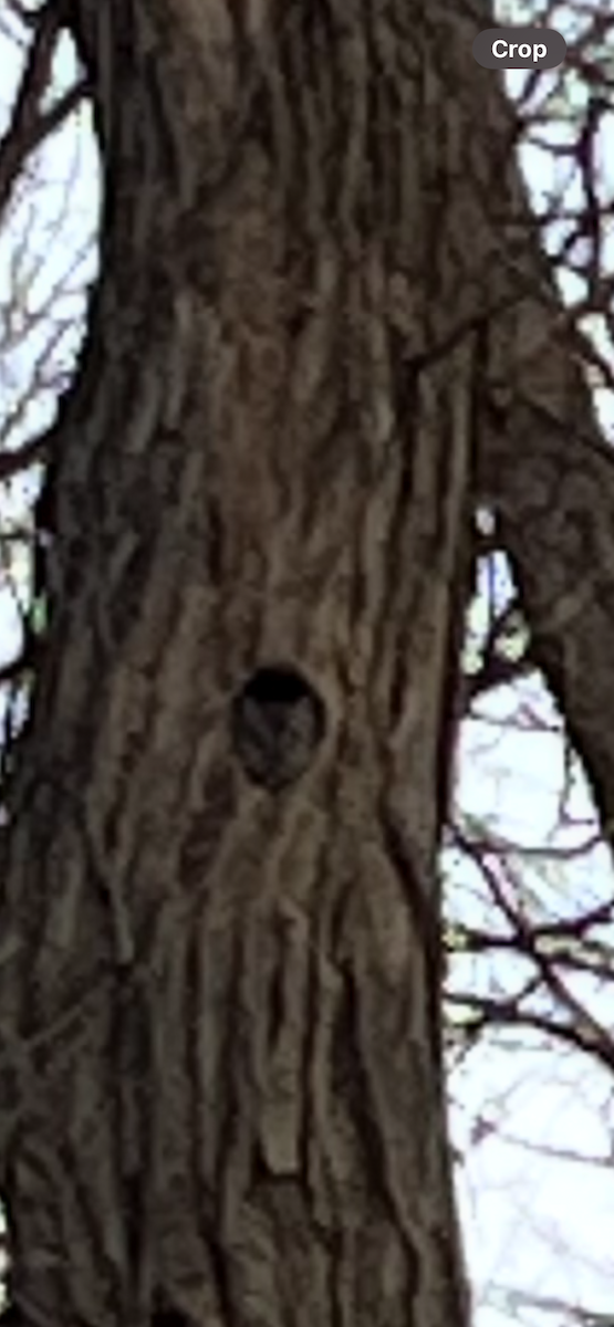 výreček americký - ML629880477