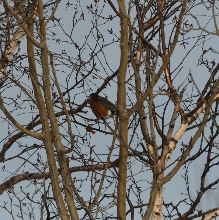 American Robin - ML629880536