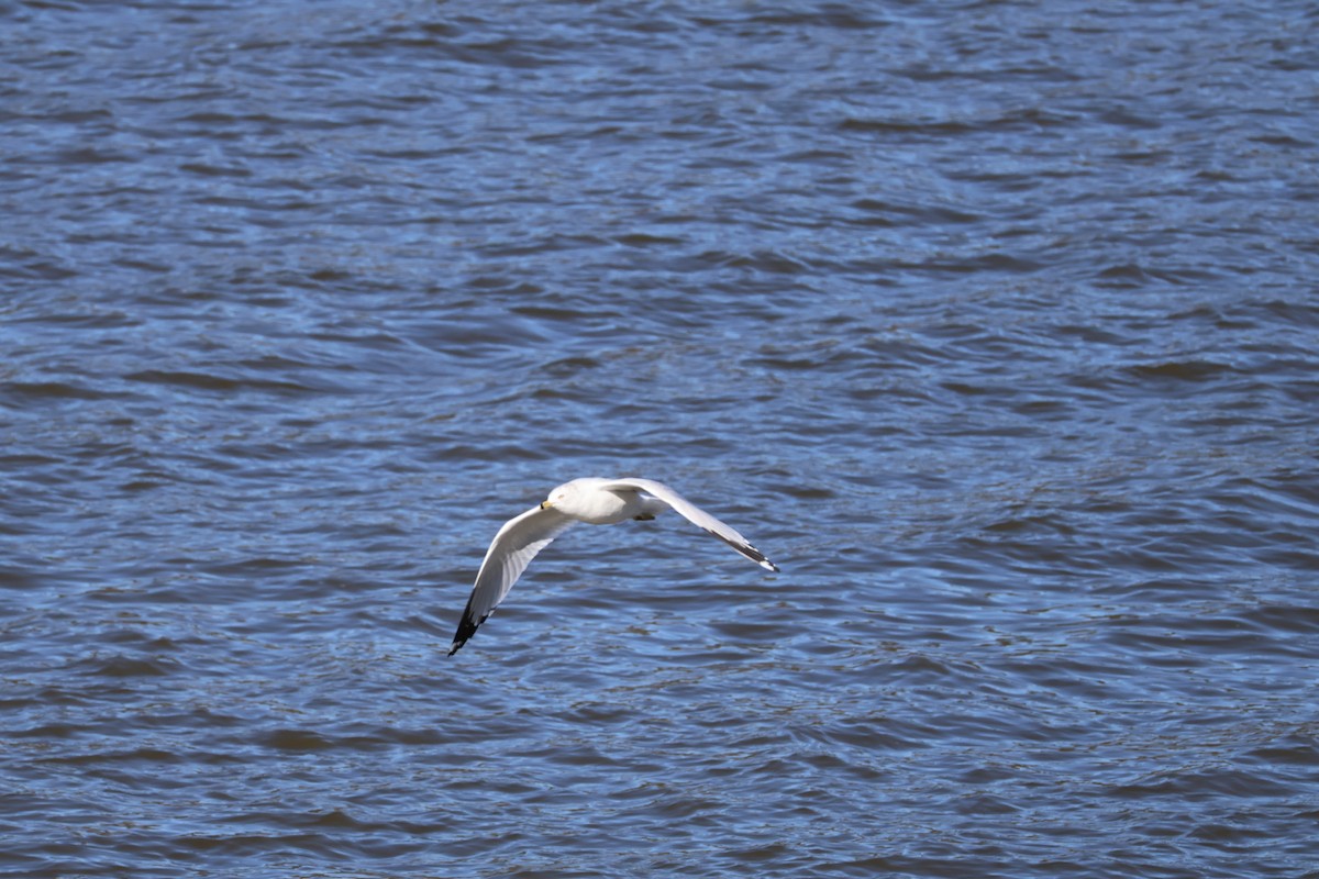 Ring-billed Gull - ML629880739