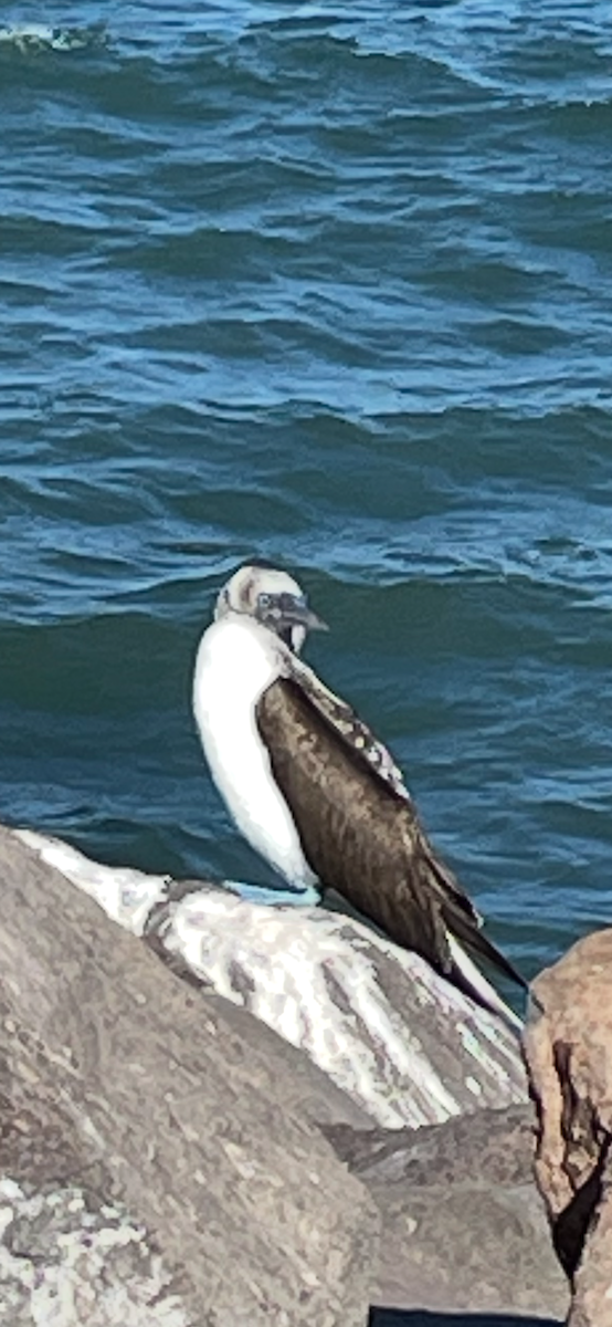 Blue-footed Booby - ML629880829