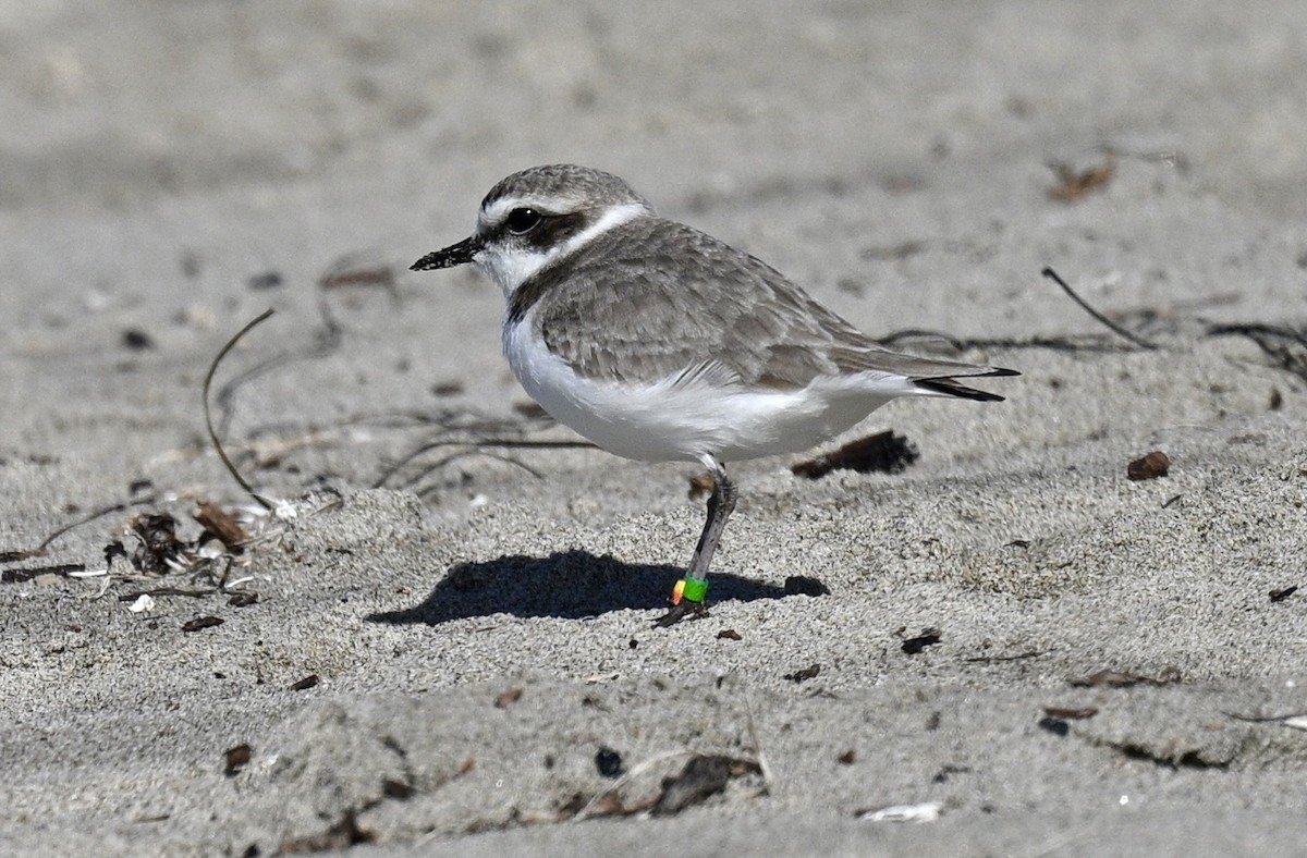 Snowy Plover - ML629880830