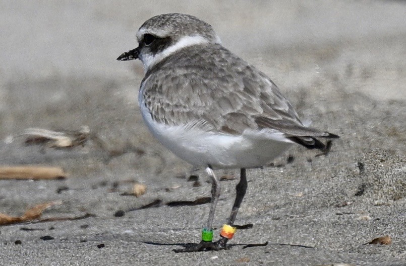 Snowy Plover - ML629880831