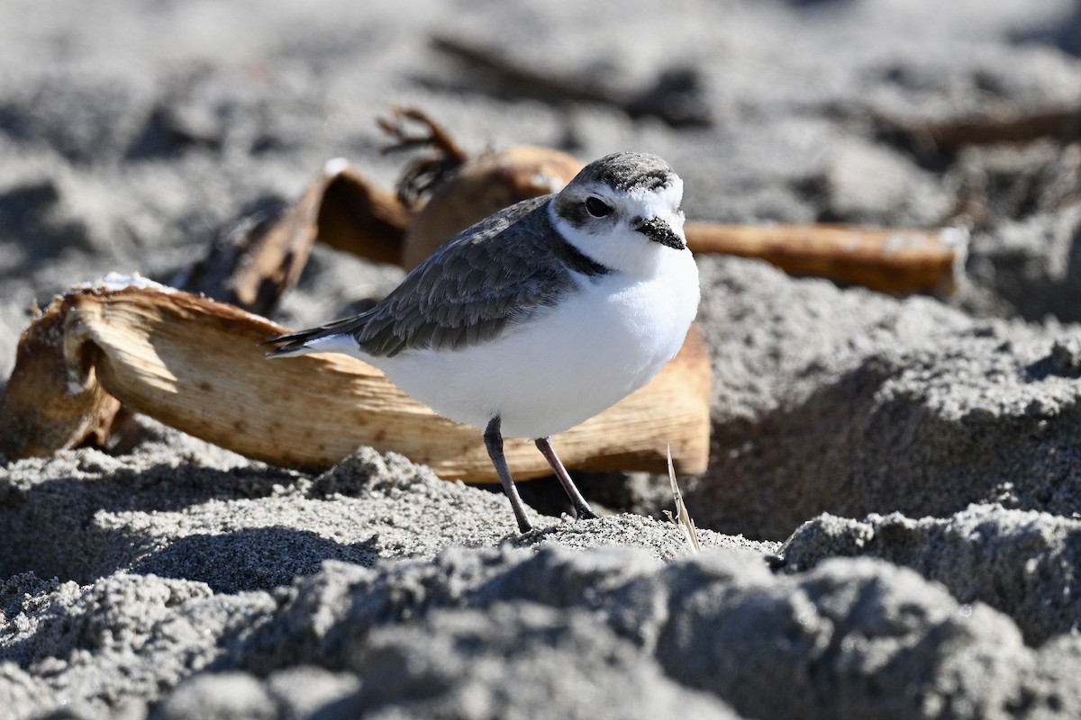Snowy Plover - ML629880832
