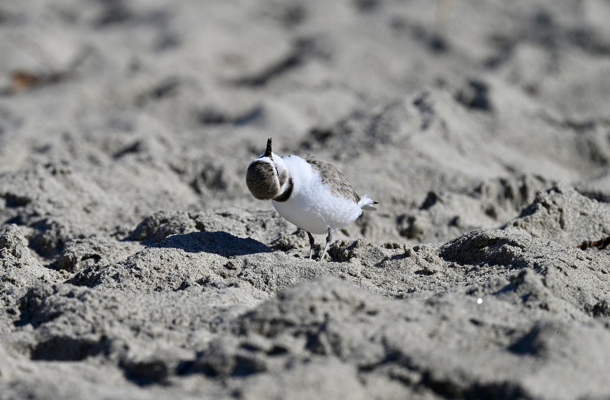 Snowy Plover - ML629880833