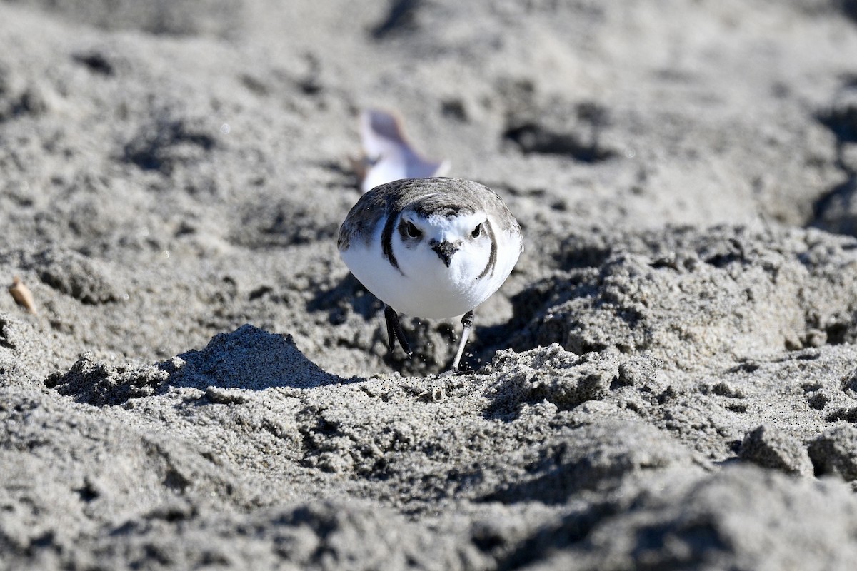 Snowy Plover - ML629880834