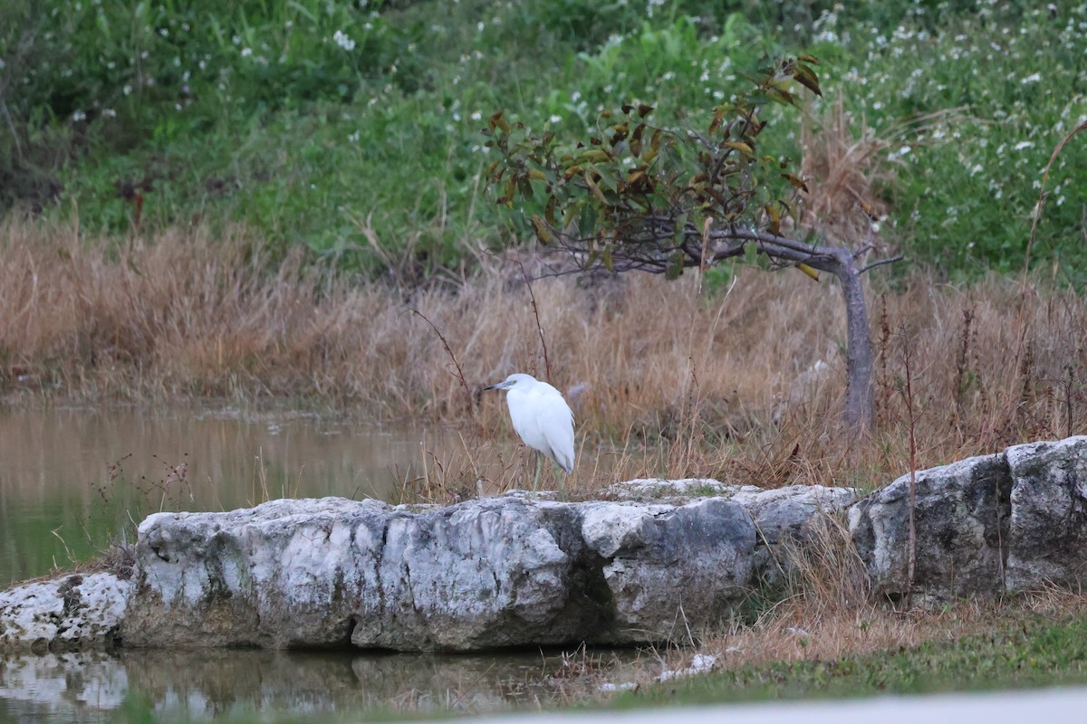 Little Blue Heron - ML629880898