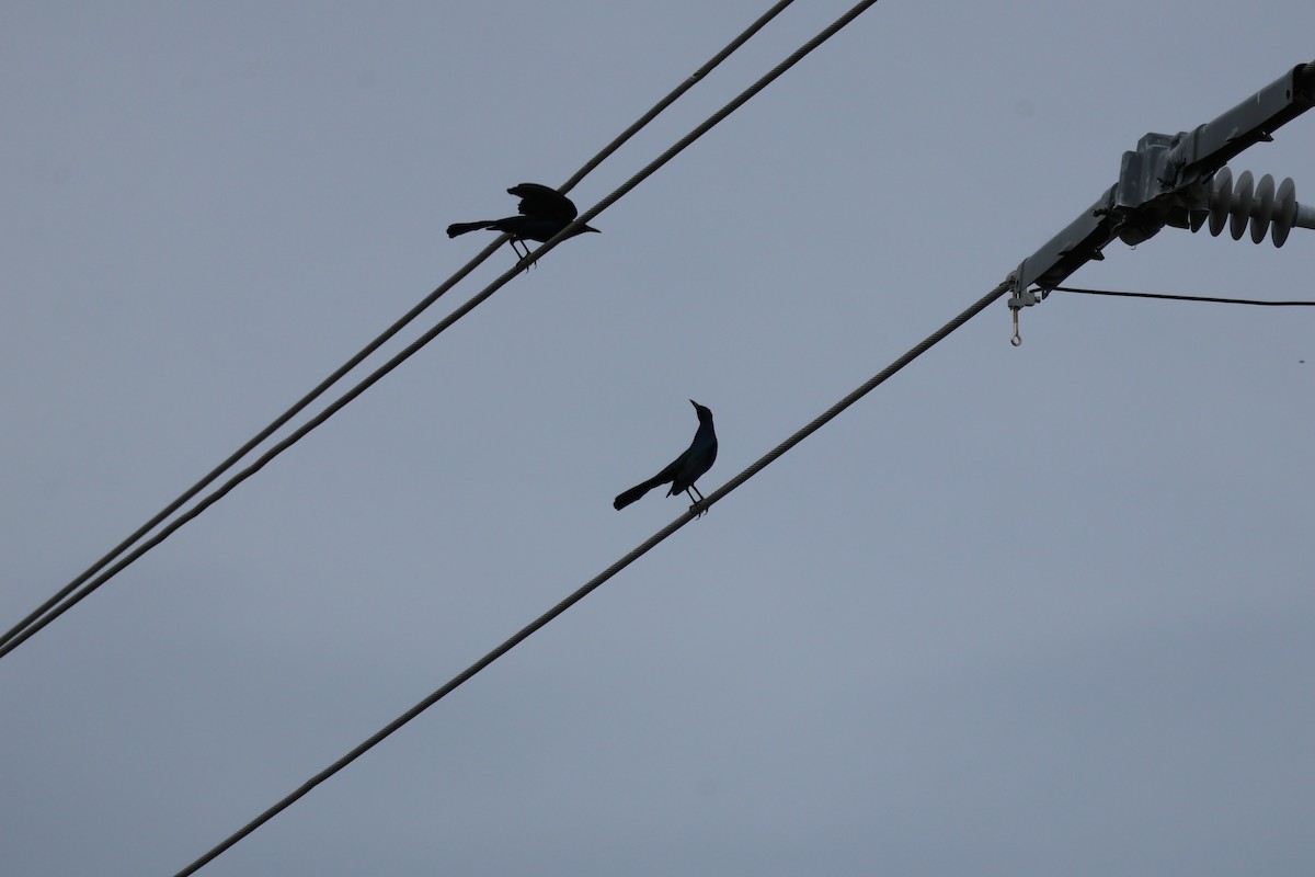 Boat-tailed Grackle - ML629880926