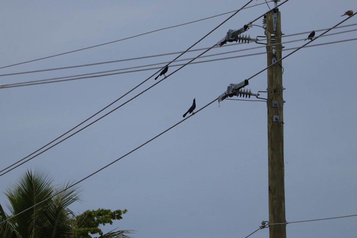 Boat-tailed Grackle - ML629880927