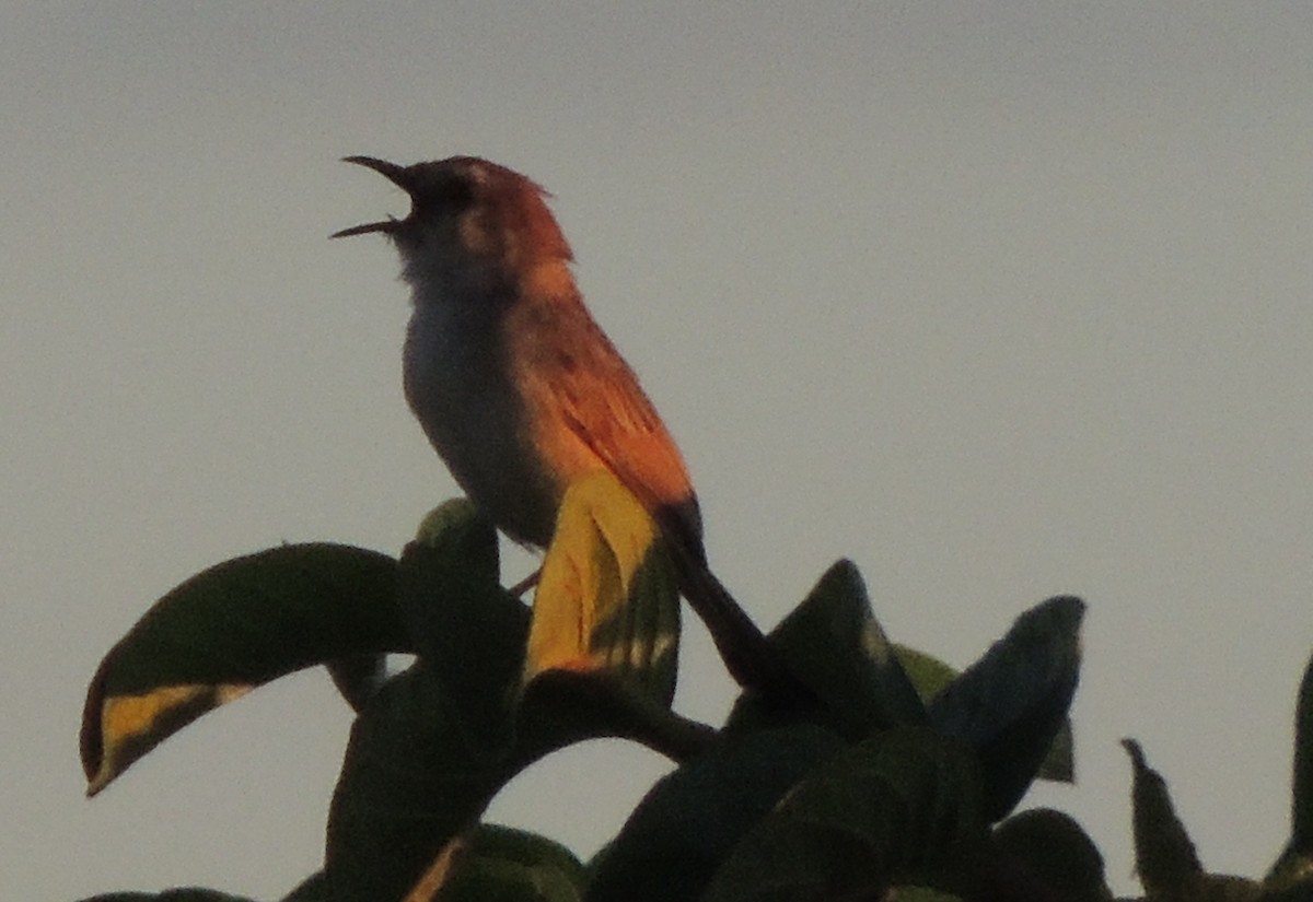 Tinkling Cisticola - ML629880940