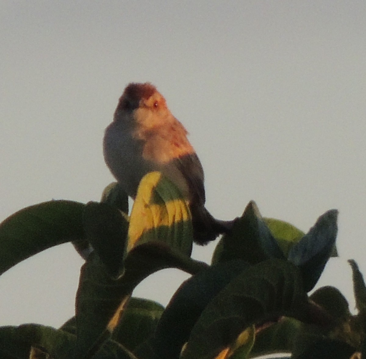 Tinkling Cisticola - ML629880941