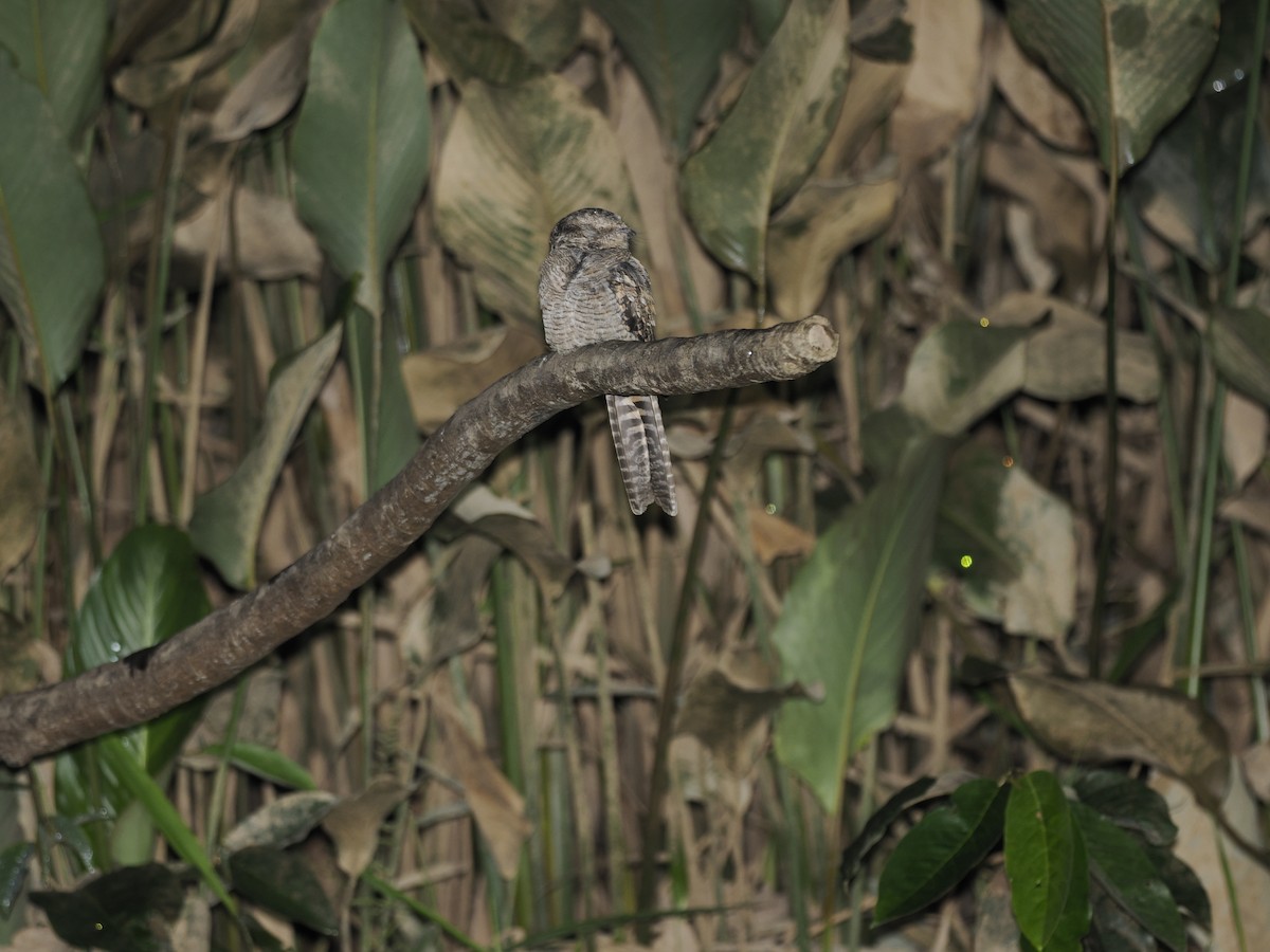 Ladder-tailed Nightjar - ML629880975