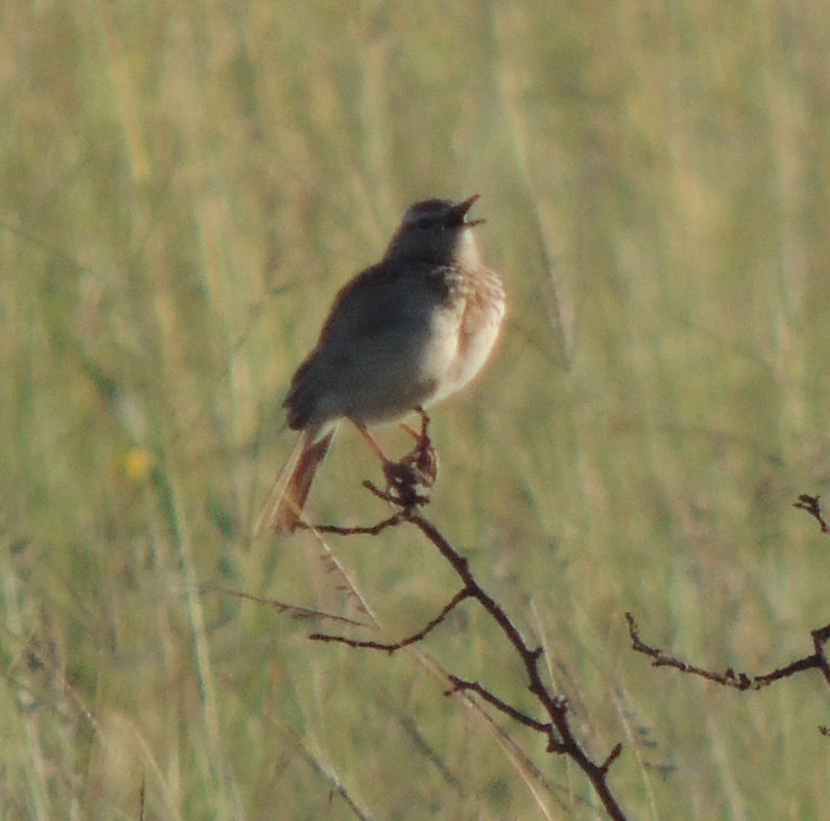 Short-clawed Lark - ML629881098