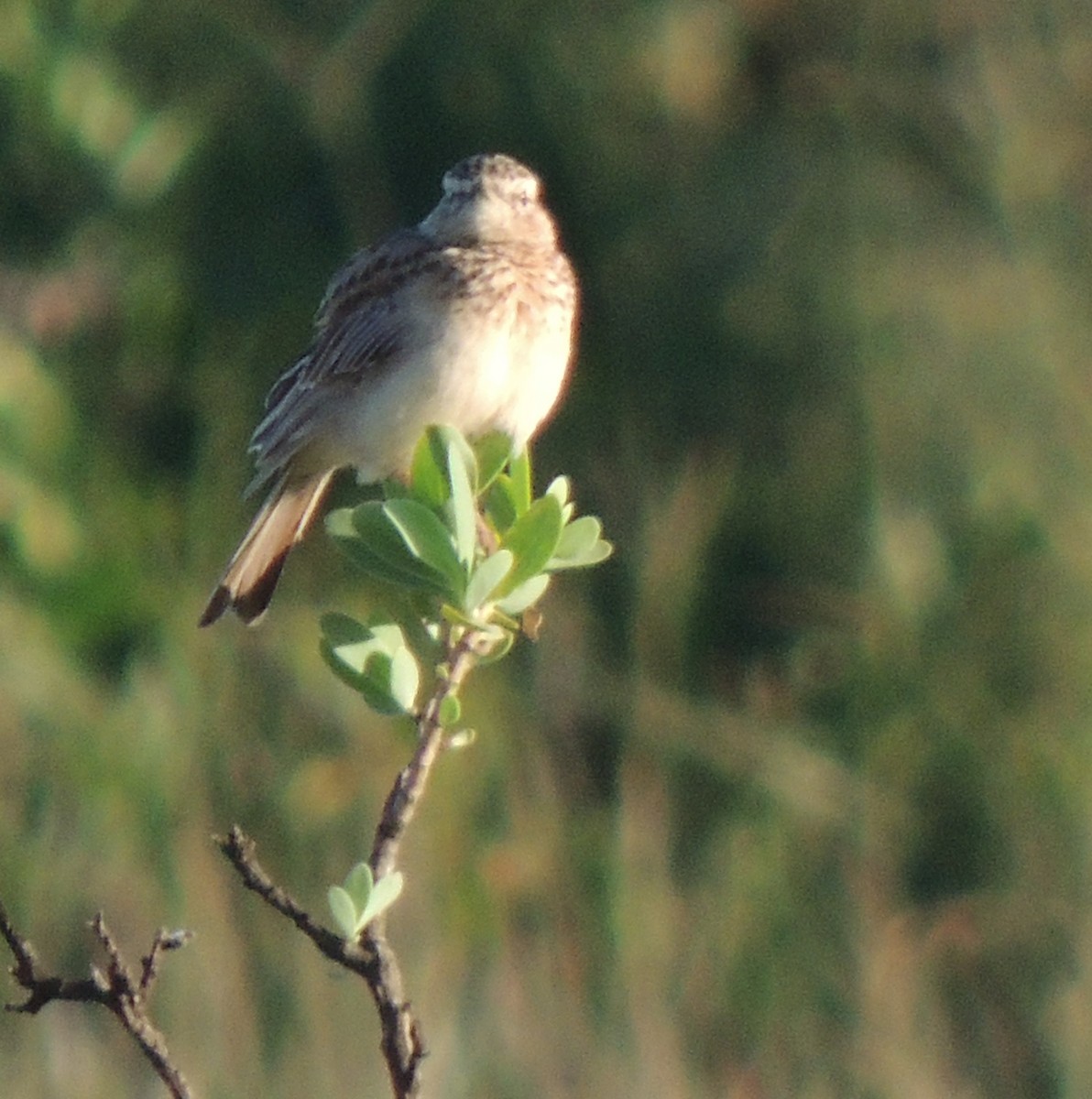 Short-clawed Lark - ML629881099