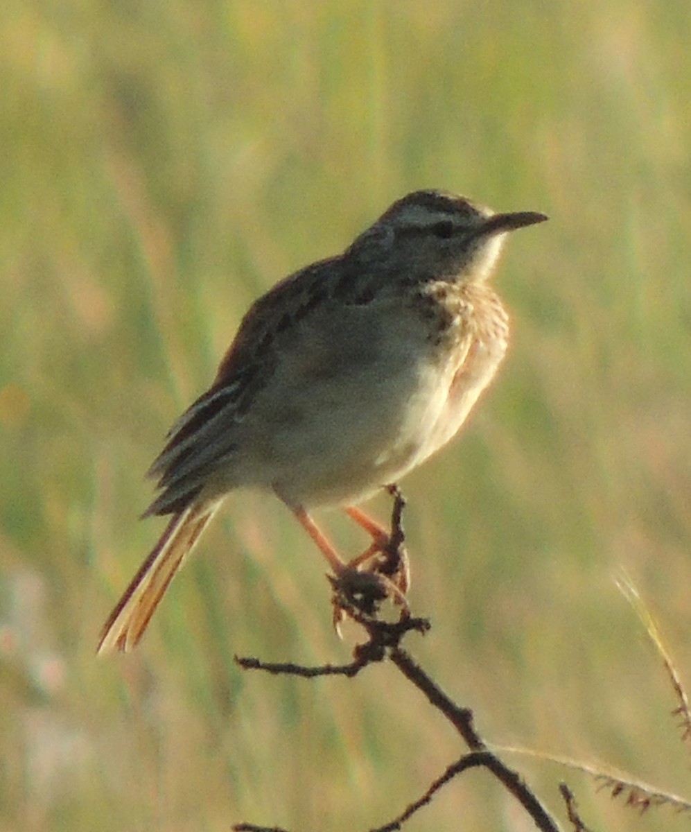 Short-clawed Lark - ML629881100