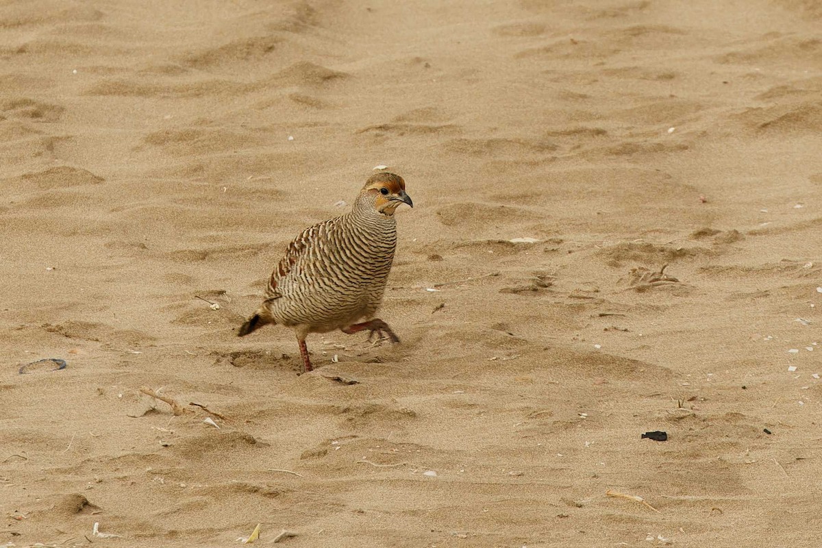 Gray Francolin - ML629881173