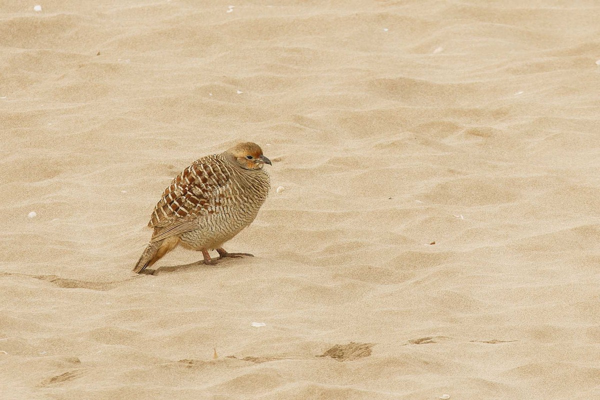 Gray Francolin - ML629881174