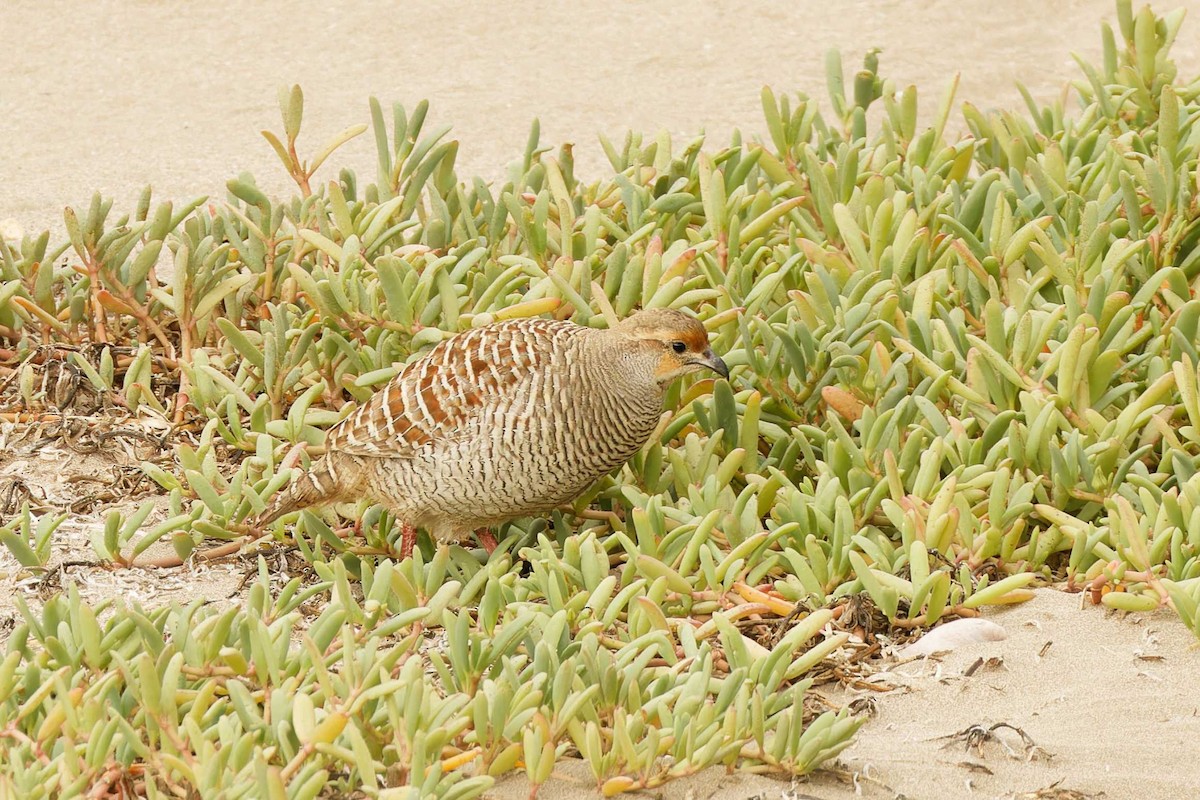 Gray Francolin - ML629881175