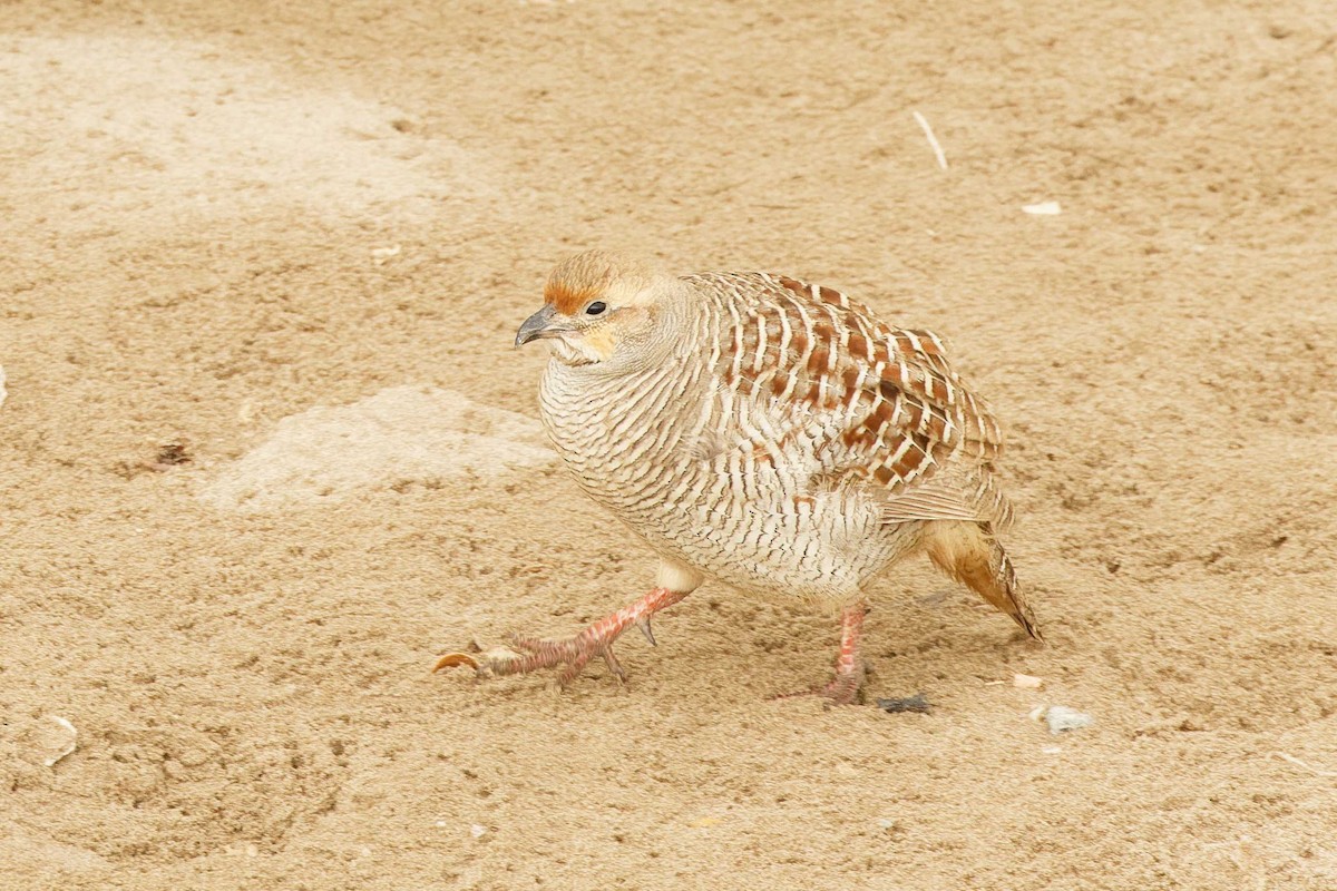 Gray Francolin - ML629881176