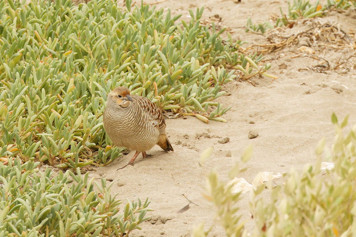 Gray Francolin - ML629881177