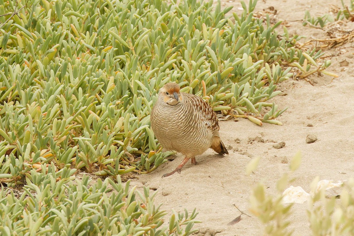 Gray Francolin - ML629881178