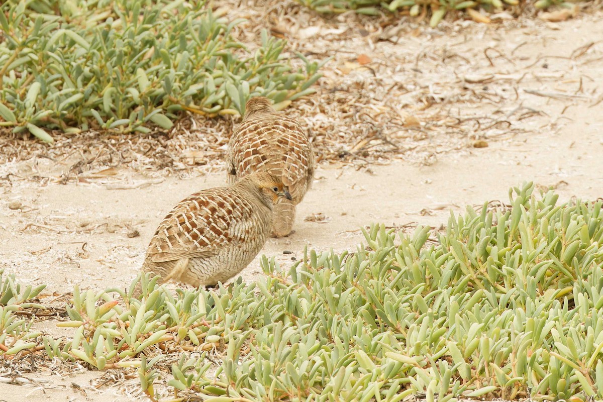 Gray Francolin - ML629881179