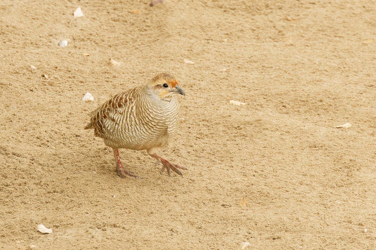 Gray Francolin - ML629881180