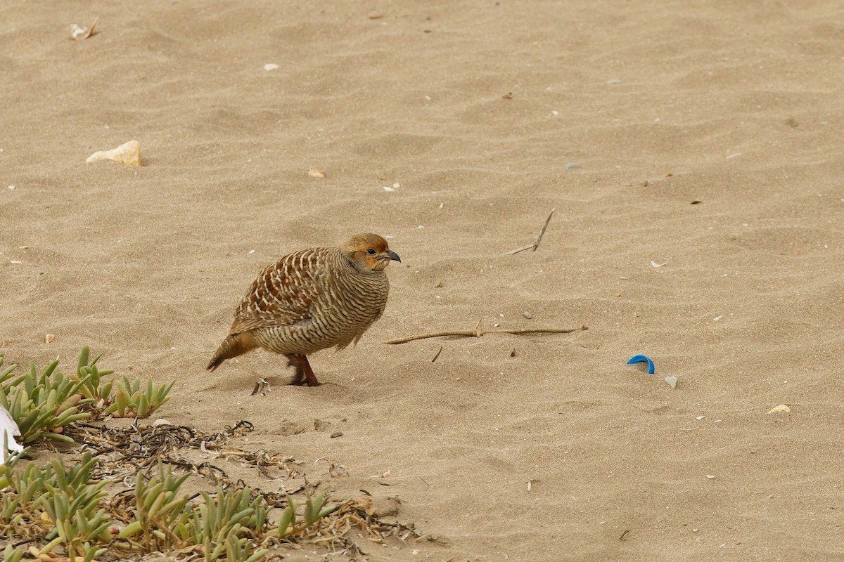 Gray Francolin - ML629881181
