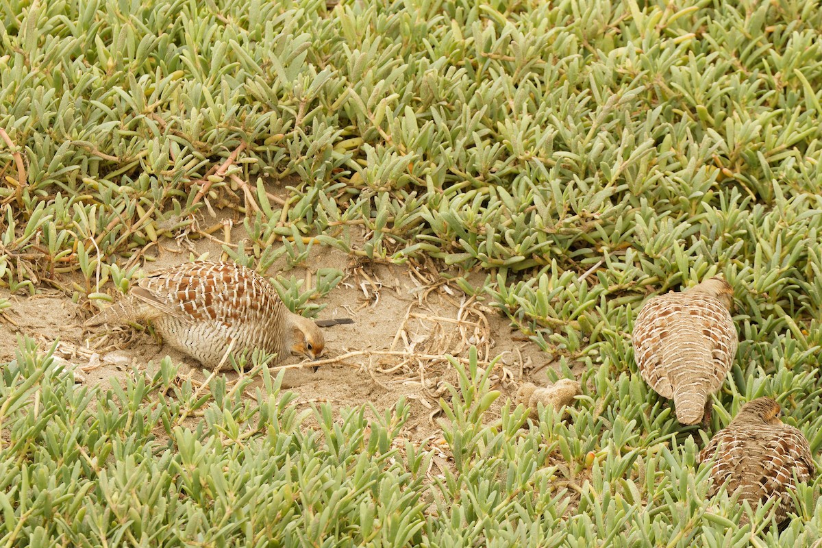 Gray Francolin - ML629881182