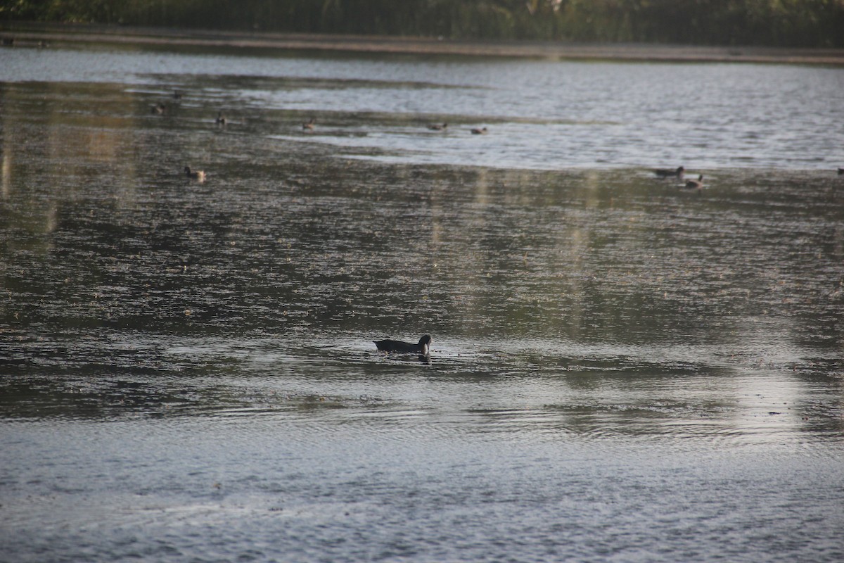 American Coot - ML629881296
