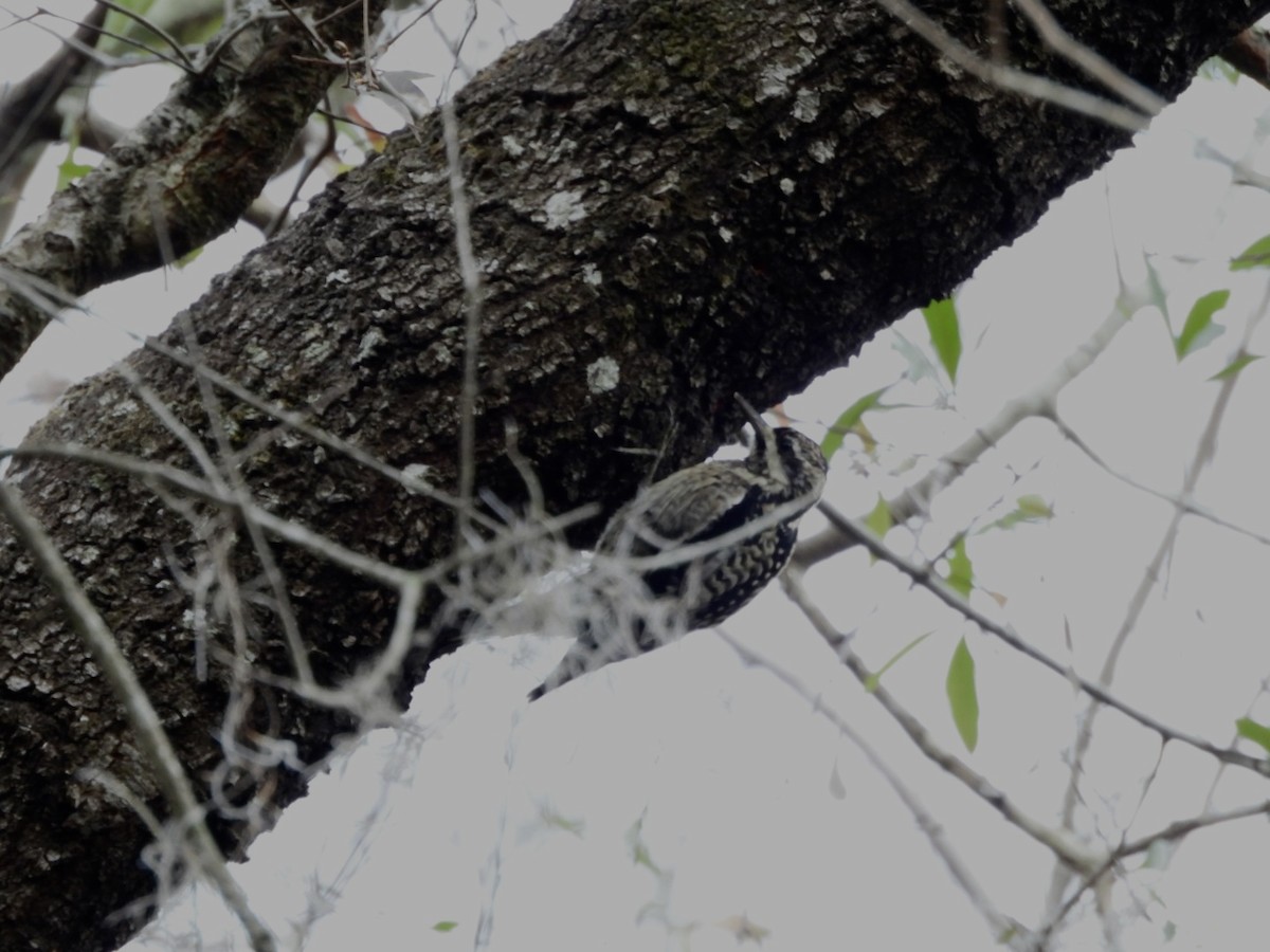 Yellow-bellied Sapsucker - ML629881338