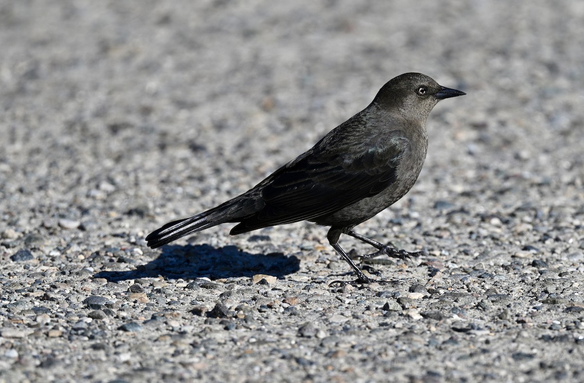 Brewer's Blackbird - ML629881404