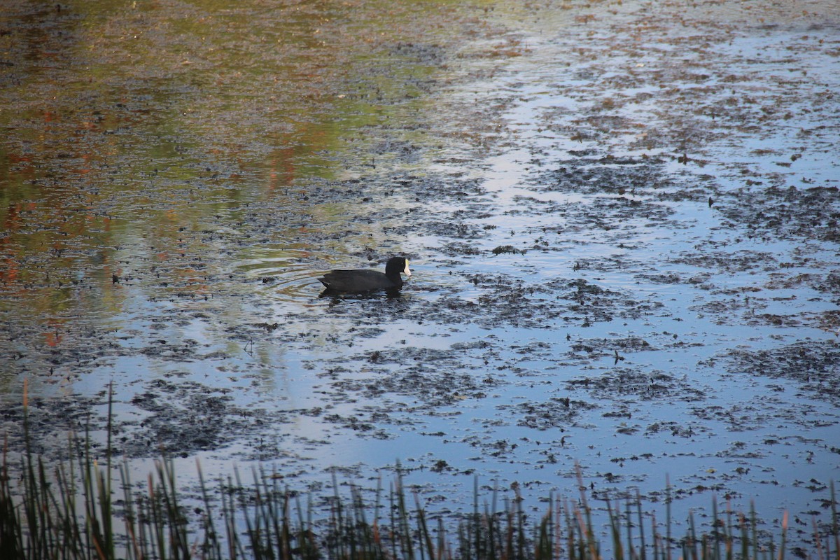 American Coot - Justin Sealy