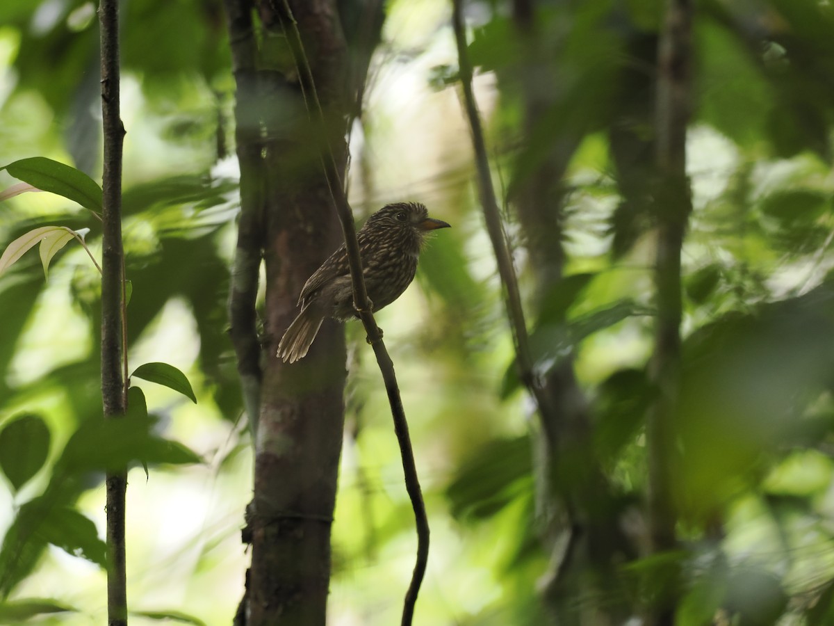 White-chested Puffbird - ML629881486