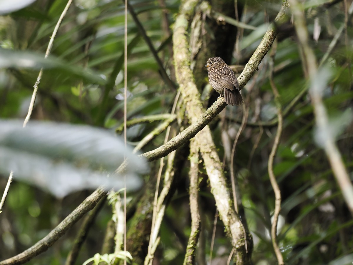 White-chested Puffbird - ML629881487