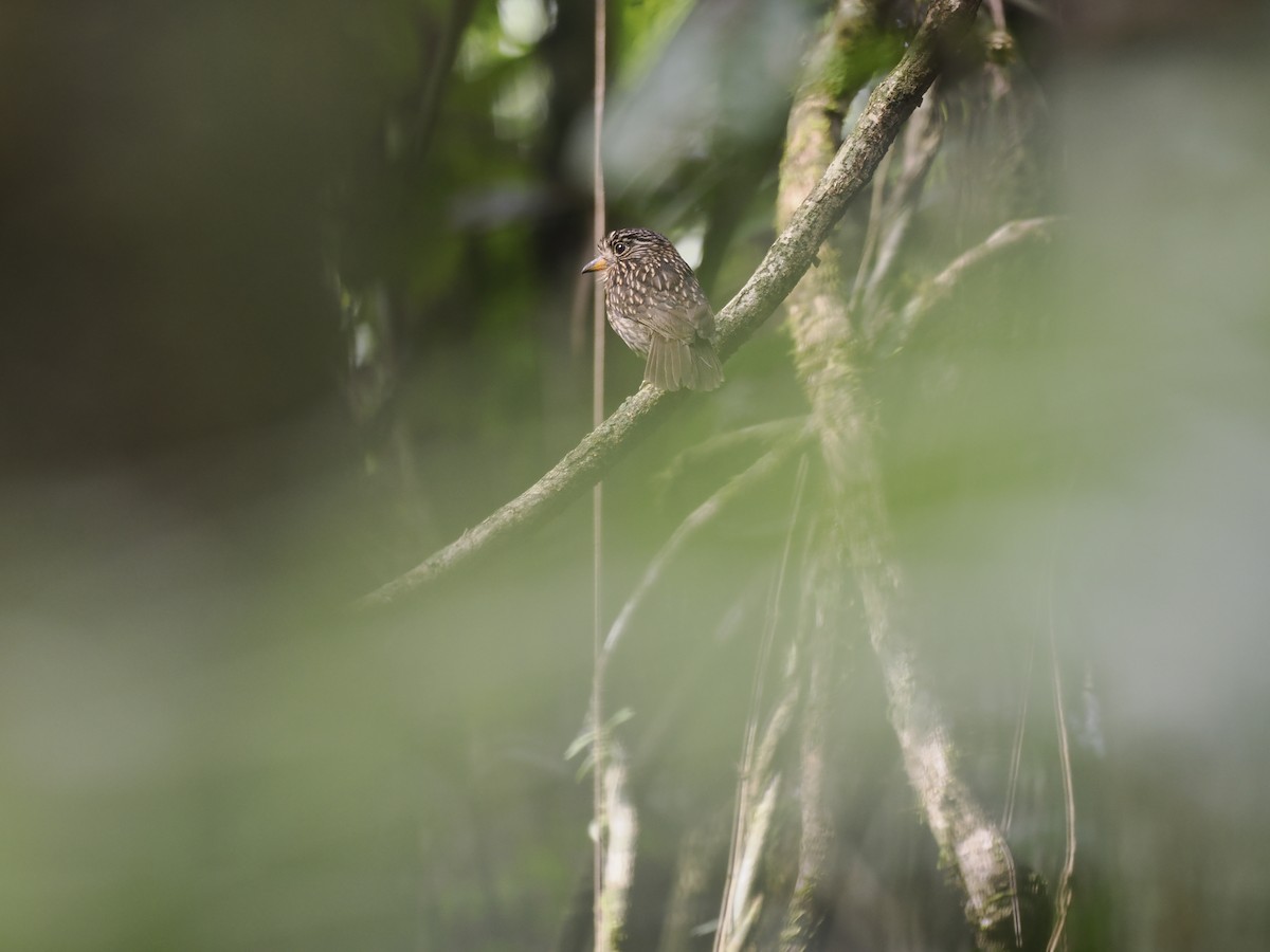 White-chested Puffbird - ML629881488